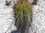 Gran Cactus